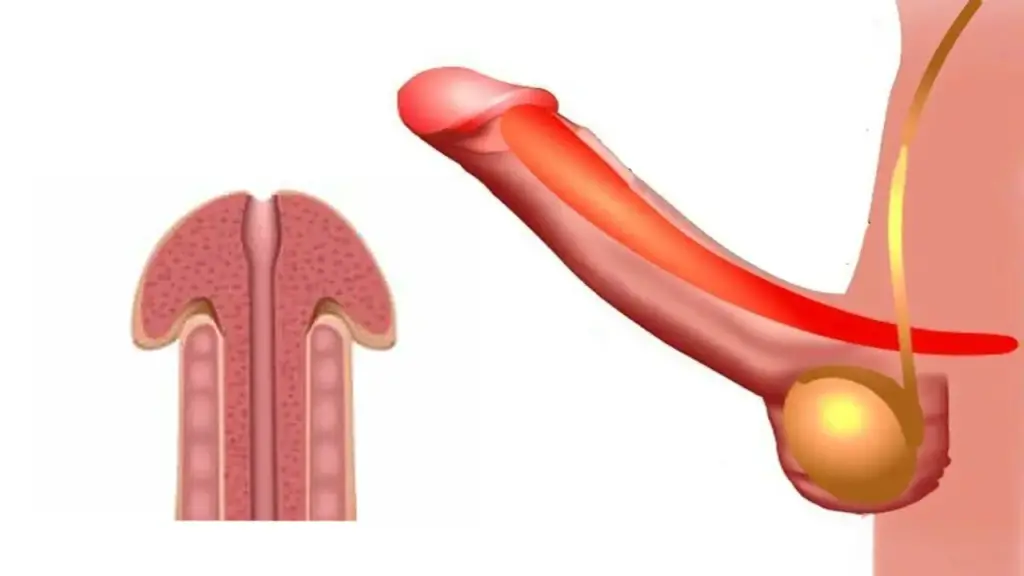 تجميل الأعضاء التناسلية الذكرية