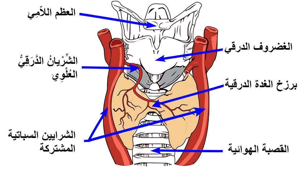رسم تشريحي للغدة الدرقية في مقدمة الرقبة مع البرزخ والقصبة الهوائية والغضروف الدرقي
