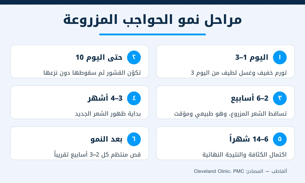 إنفوجرافيك يوضح مراحل التعافي ونمو الشعر بعد زراعة الحواجب من الأيام الأولى حتى اكتمال النتيجة